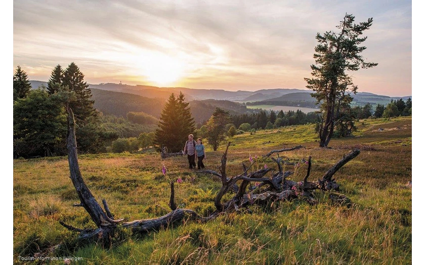 Zwei Wanderer in der Heide bei Willingen