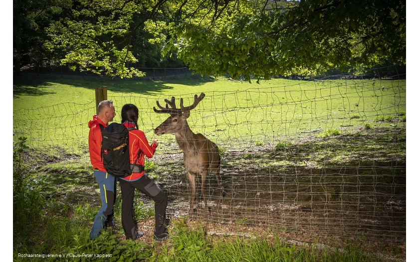 Zwei Wanderer füttern einen Hirsch im Tierpark Donsbach
