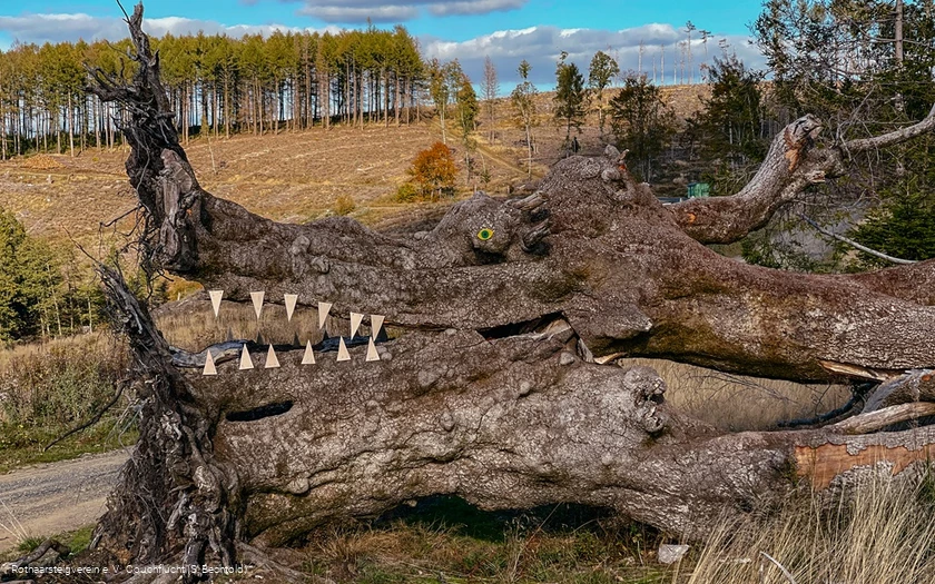 Naturkunst auf der Haincher Höhe