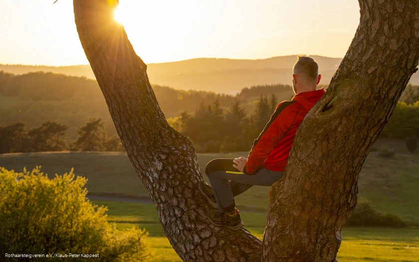 Wanderer sitzt in der Astkabel und blickt in die untergehende Sonne