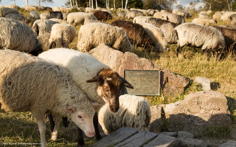 Schafherde an der Lennequelle
