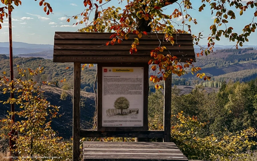 Rastplatz Kaffeebuche auf dem Rothaarsteig im Herbst
