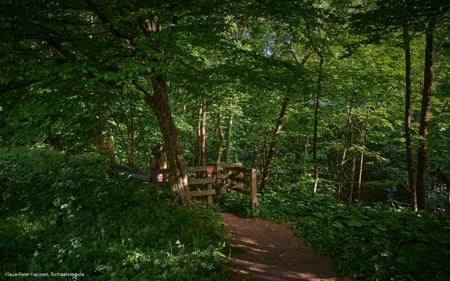 Pfad ins Helletal in Winterberg