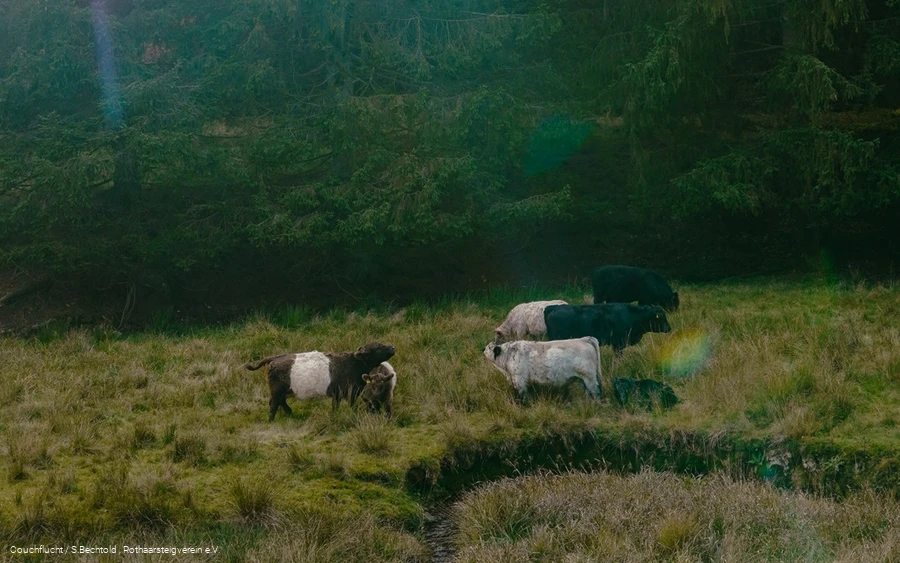 Kühe im grünen Edertal am Rothaarsteig