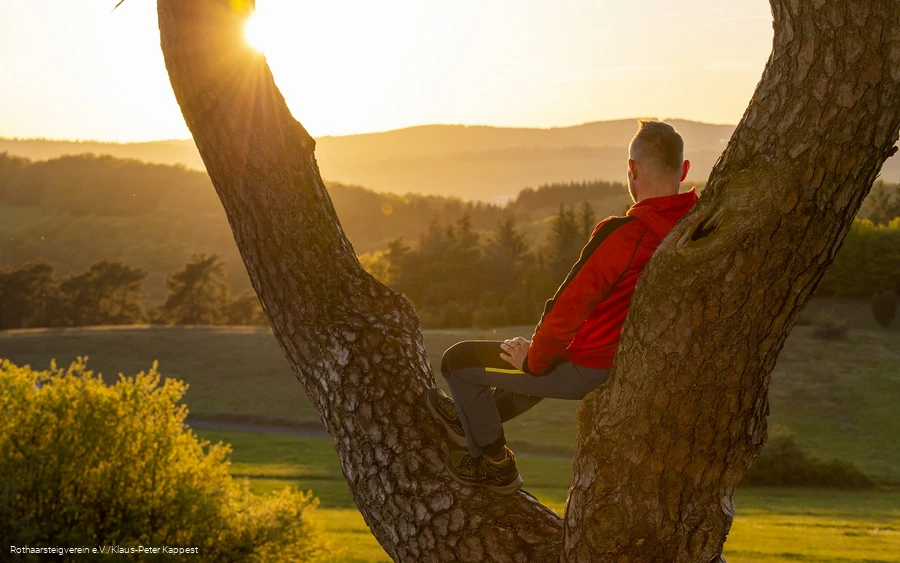 Wanderer sitzt in der Astkabel und blickt in die untergehende Sonne