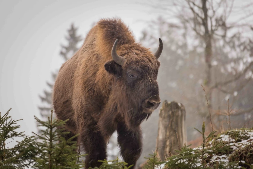 Wisent-Wildnis am Rothaarsteig