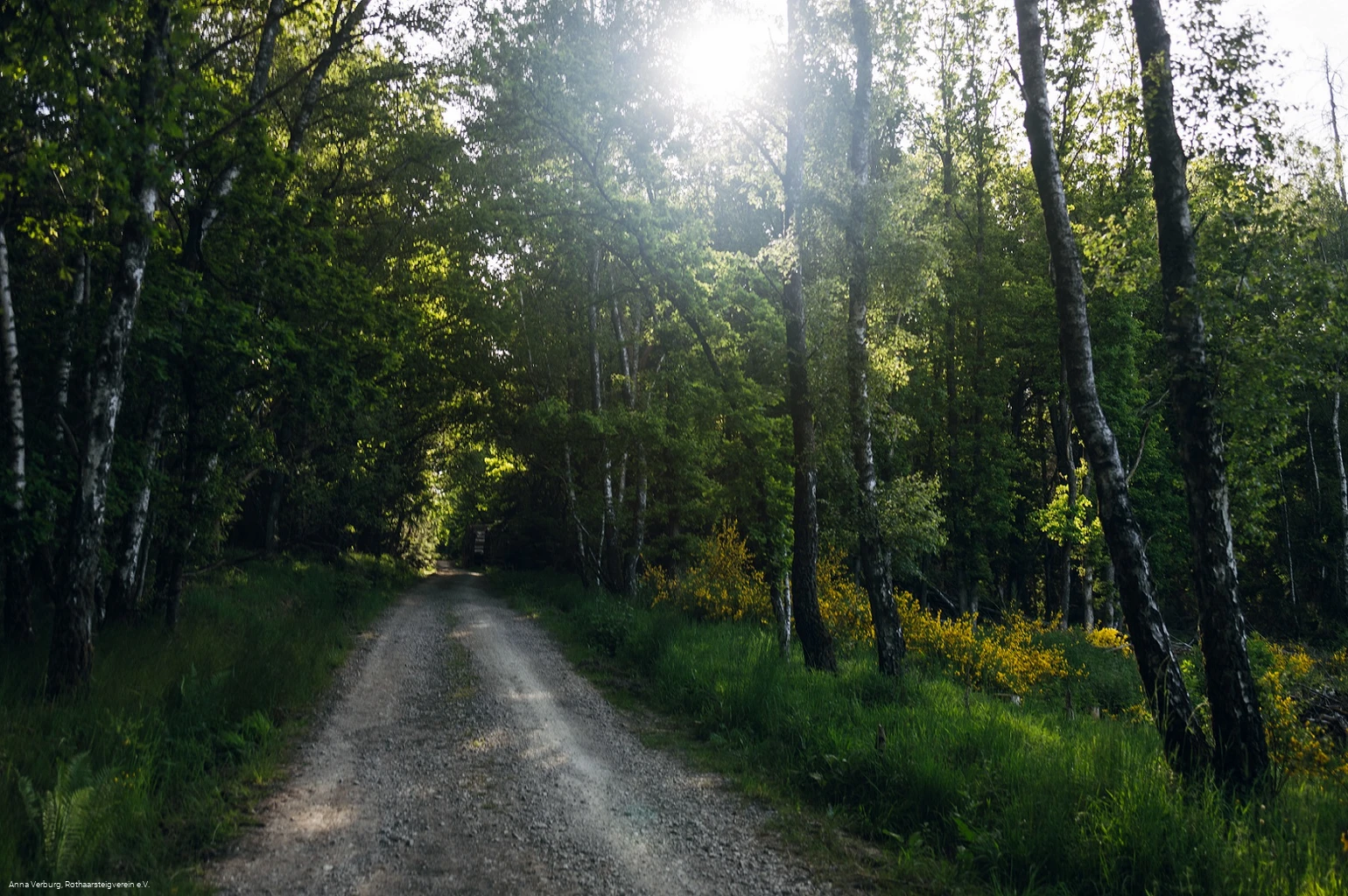 Rothaarsteig bei Rodenbach